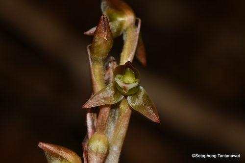 Goodyera viridiflora iNat (1)