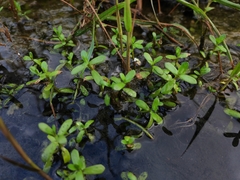 Callitriche palustris