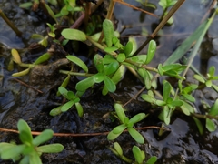 Callitriche palustris