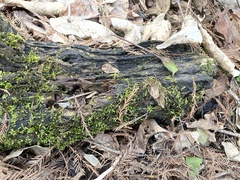 Calliergonella cuspidata