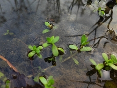 Callitriche palustris
