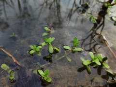 Callitriche palustris
