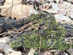 Calliergonella cuspidata