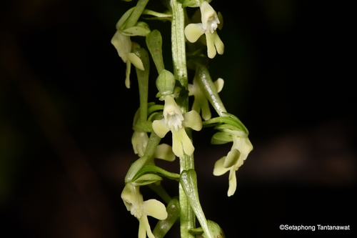 Calanthe micrantha