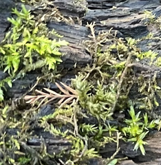 Calliergonella cuspidata