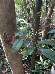 Cryptocarya chinensis