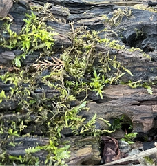 Calliergonella cuspidata