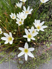 Zephyranthes candida
