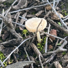 Marasmius albogriseus