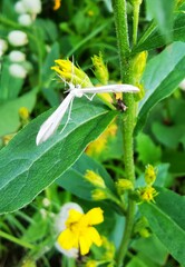 Hellinsia homodactylus