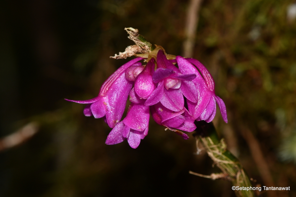 Dendrobium glaucoviride J.J.Sm.