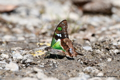 Graphium weiskei