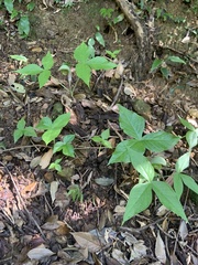 Arisaema ringens