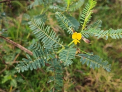 Sesbania cannabina