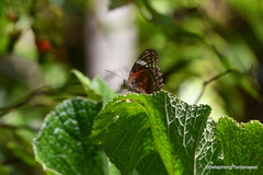 Nymphalidae