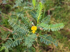 Sesbania cannabina