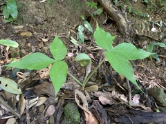 Arisaema ringens