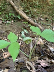 Arisaema ringens
