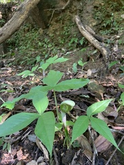 Arisaema ringens