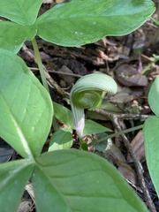 Arisaema ringens