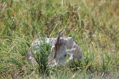 Trachylepis