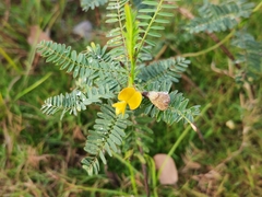 Sesbania cannabina
