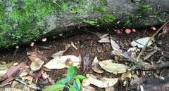 Mycena roseilignicola