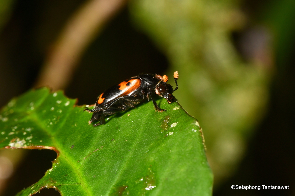 Nicrophorus heurni