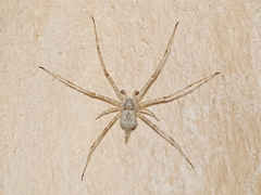 Tamopsis