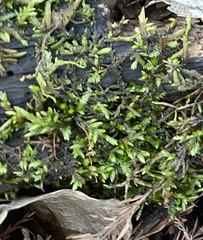 Entodon cladorrhizans