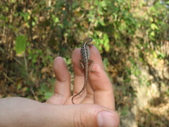 Sceloporus utiformis