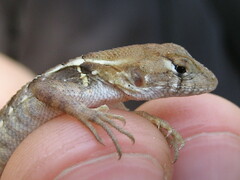 Sceloporus utiformis