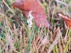Zoysia