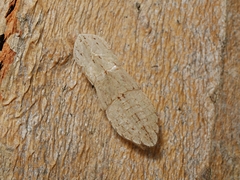 Ledromorpha planirostris