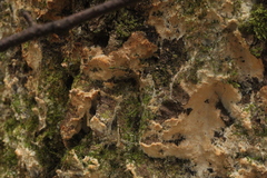 Rigidoporus corticola