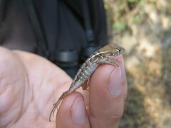 Sceloporus utiformis
