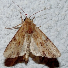 Apamea sublustris