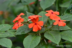 Impatiens hawkeri