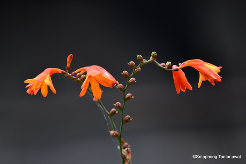 Crocosmia × crocosmiiflora