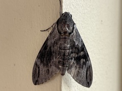 Psilogramma