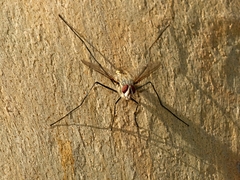 Senostoma