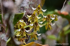 Dendrobium macrophyllum