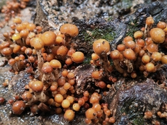 Pholiota microspora
