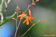 Crocosmia × crocosmiiflora