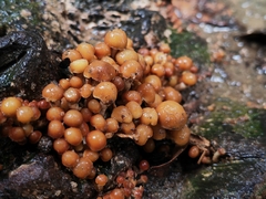 Pholiota microspora