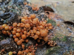 Pholiota microspora