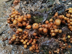Pholiota microspora