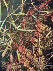 Rotala rotundifolia