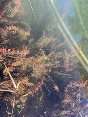 Rotala rotundifolia