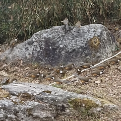 Pterorhinus albogularis